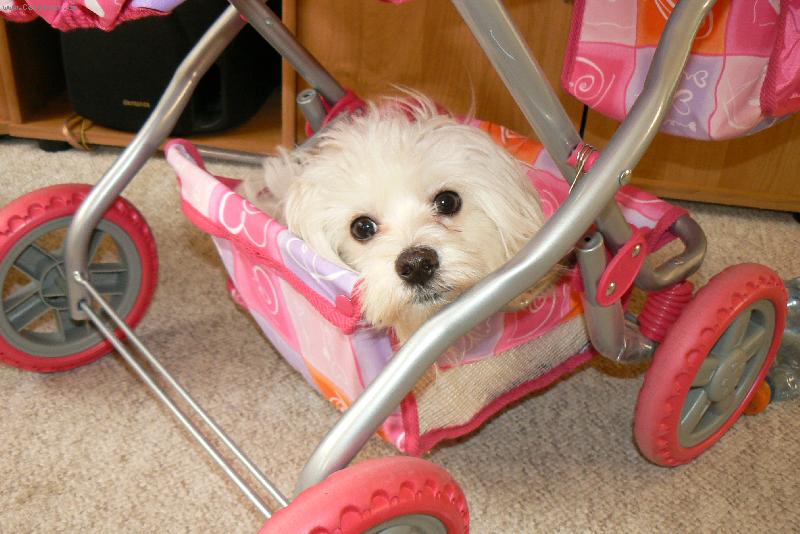 Foto: kimik-kdy� on se tak r�d voz� v ko��rku :o)