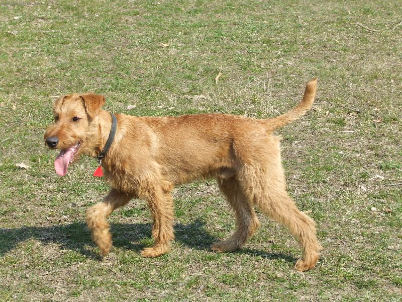 Foto: Baron z Budul�nkovi nory-Jerry