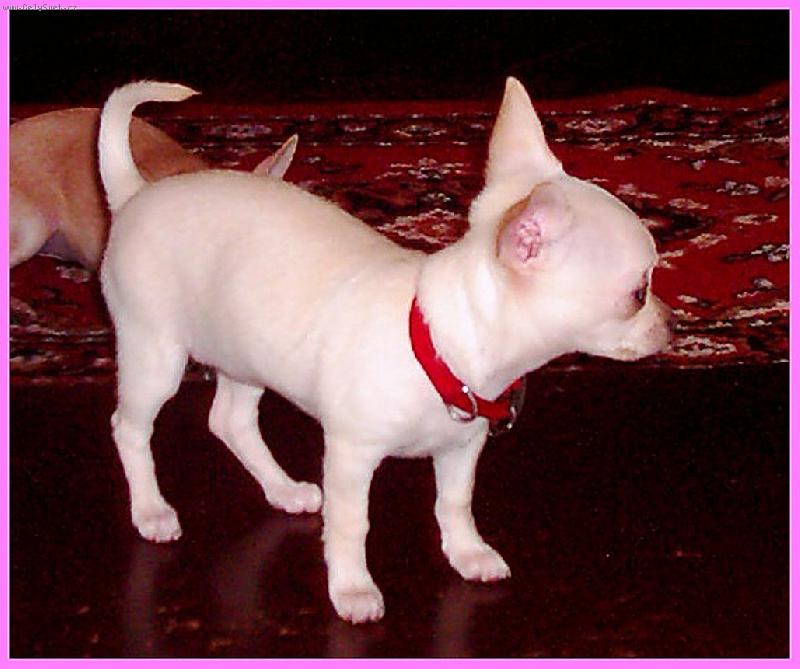 Foto: �ivka-Evita Lady z Libverdy