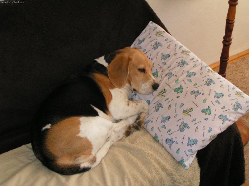 Foto: Span�-Dobrou noc, �gnes