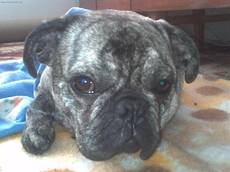 Foto: Bobika-Tak a te� m� na�tvali....!