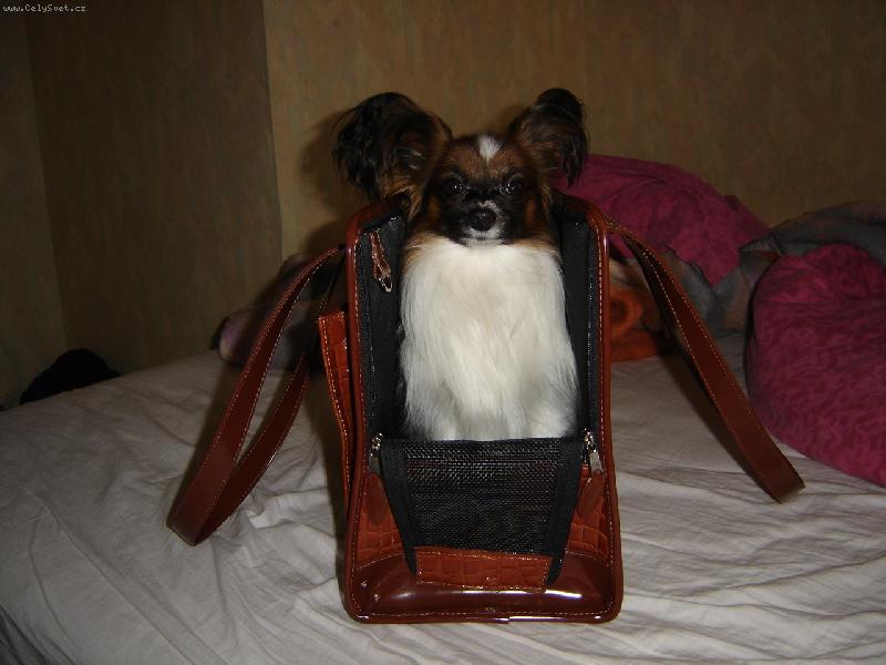 Foto: gizmo-gigi a jeho nova taska