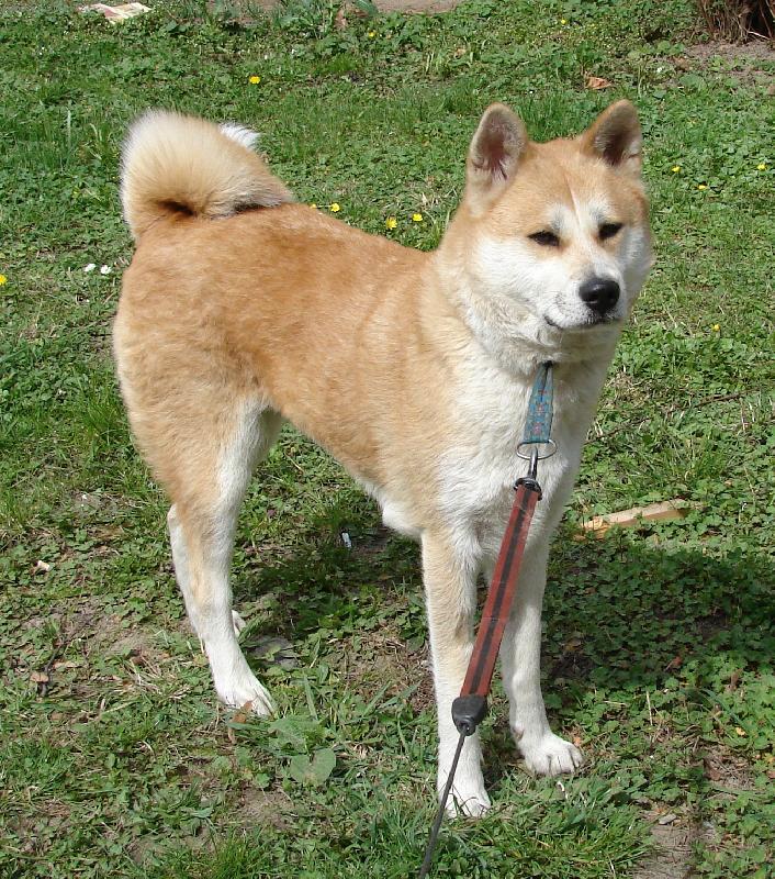 Foto: Aichi Czech Paradise-Aichi na proch�zce