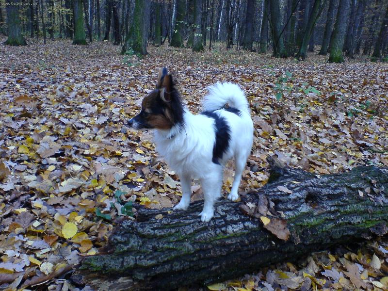 Foto: Enie Zitmar-Eninka na v�zv�d�ch...