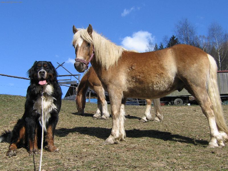 Foto: K�mo�i-m�j haf�nek Brit s ro�n�m h��b�tkem Sunnym