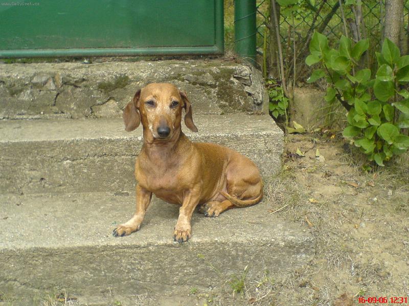 Foto: Betulinka na chate�ce...-Betulinka na chate�ce