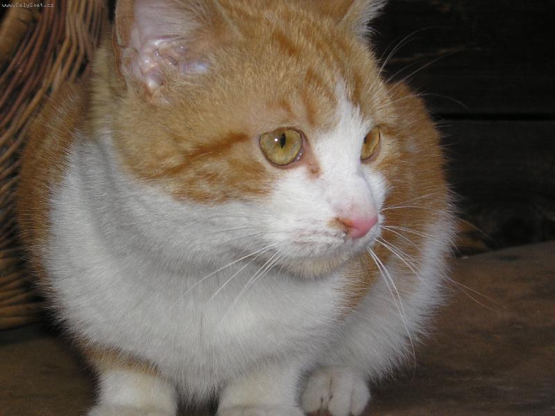 Foto: salem-n� salemek je mu 5 m�s�c�