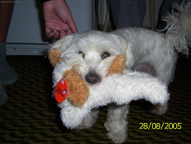 Foto: TO JE MOJE HRACKA...-Mel jsem narozky,tak jsem si to zaslouzil...