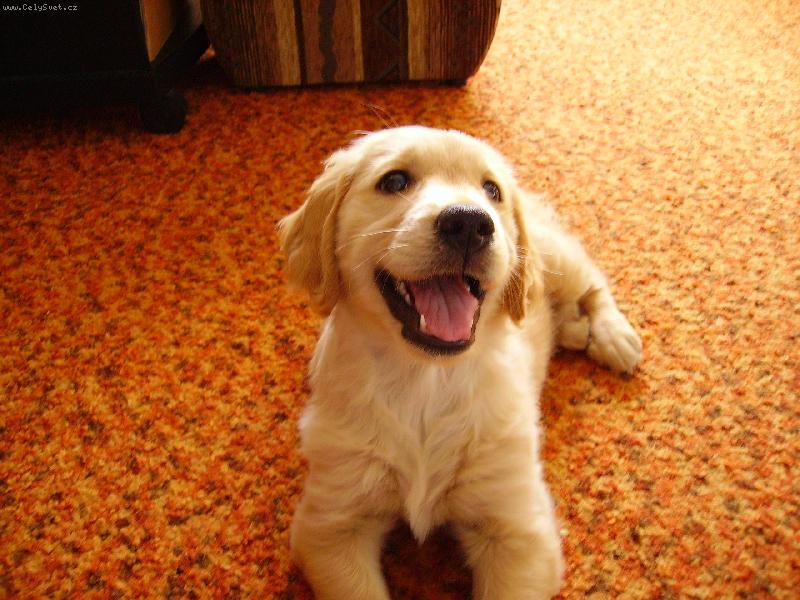 Foto: Angie-Typick� sm�ch kdy� d�m n�jak� povel :)