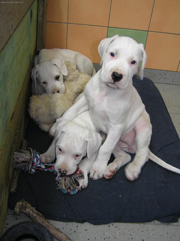 Foto: Damia   Dragon   Don T Blansk� les