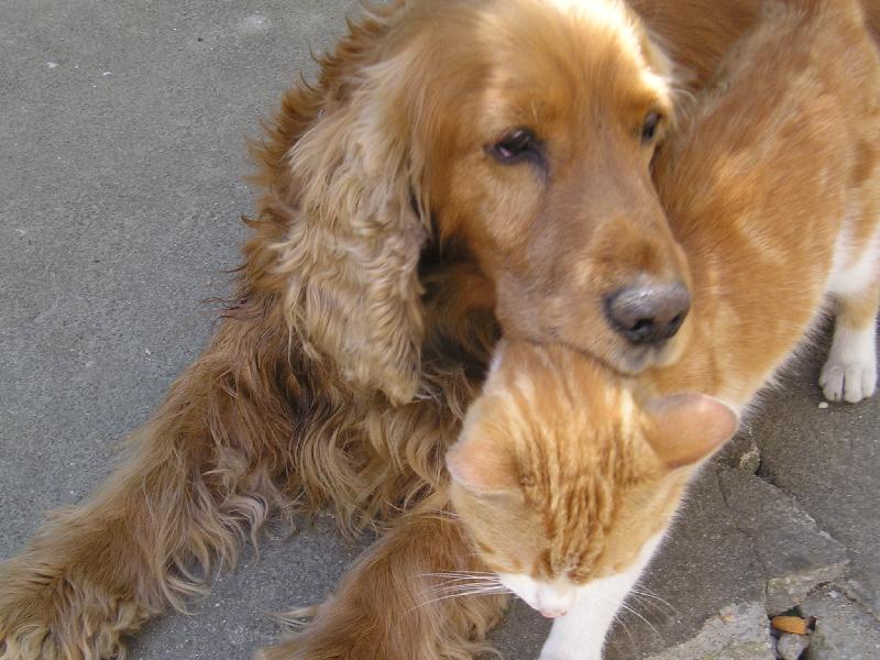 Foto: jesik a salem-zrzav� kamar�di