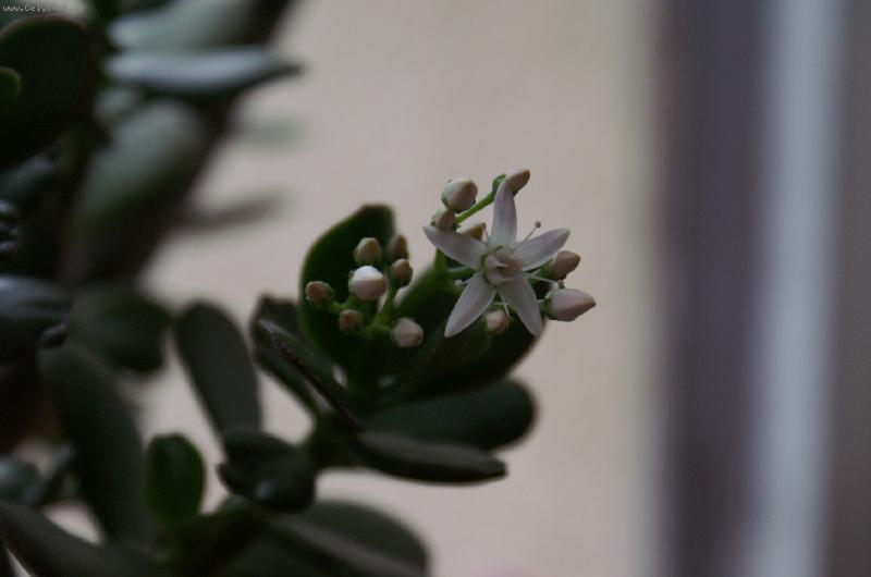 Foto: kvetouc� tlustice-Stal se z�zrak rozkvetla mi