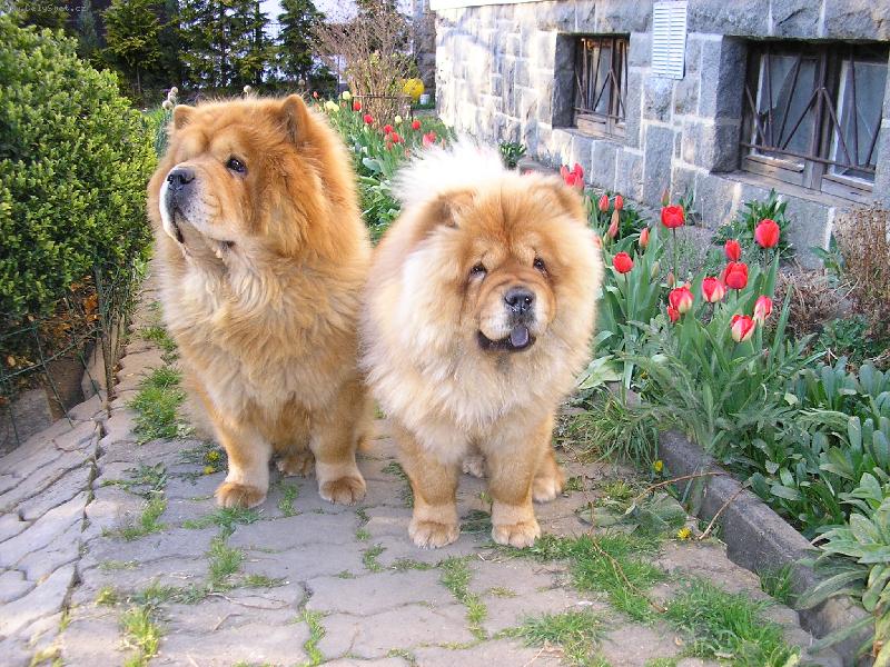 Foto: Kdy� jaro za�uk�...-....v�echno u� rozkv�t�