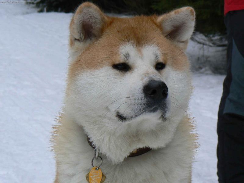 Foto: Agasschi detail hlavy-Foto z Jesen�k� - �nor 2007