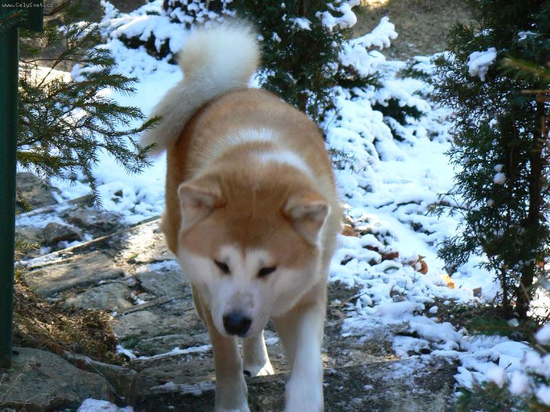 Foto: Agasschi jako sn�n� vlk-Fotka z Jesen�k� - �nor 2007