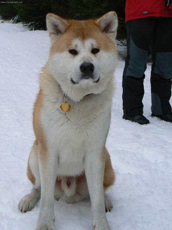 Foto: Agasschi na hor�ch-Vych�zkov� pauza