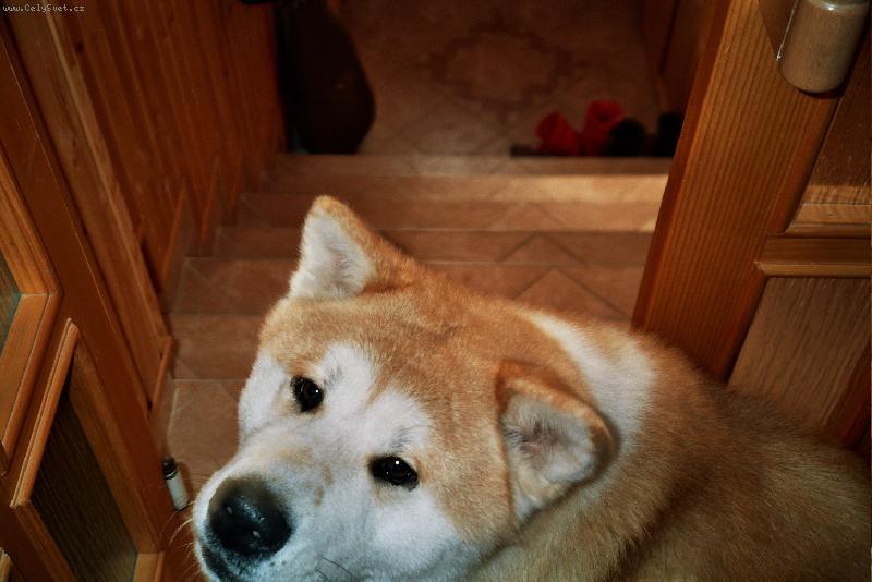 Foto: D�l� n�co?-Agiho hlava - kontrola �lov�ka u PC