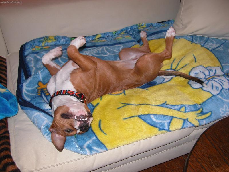 Foto: Doma-Pohoda na Gau�i