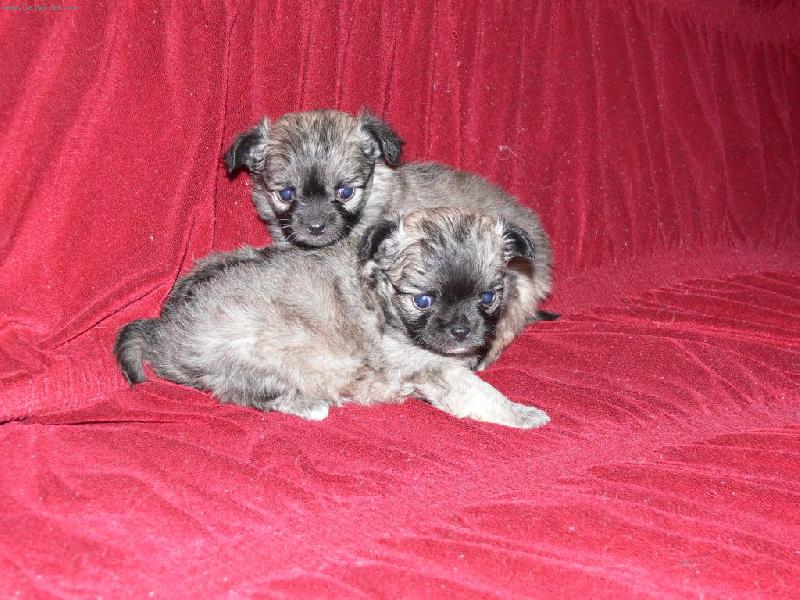 Foto: mimiskov� Kwisava.cz