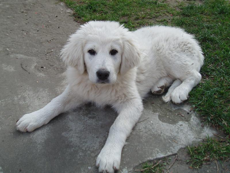 Foto: Ayrin Orlick� talisman-Tak tohle je na�e �ja