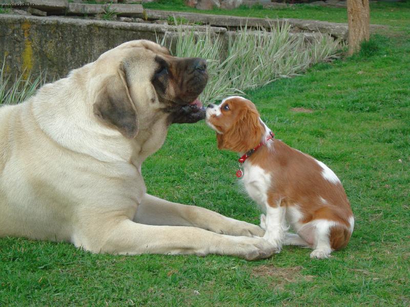 Foto: Nelinka a Lily-... n�jak se domluv�me...