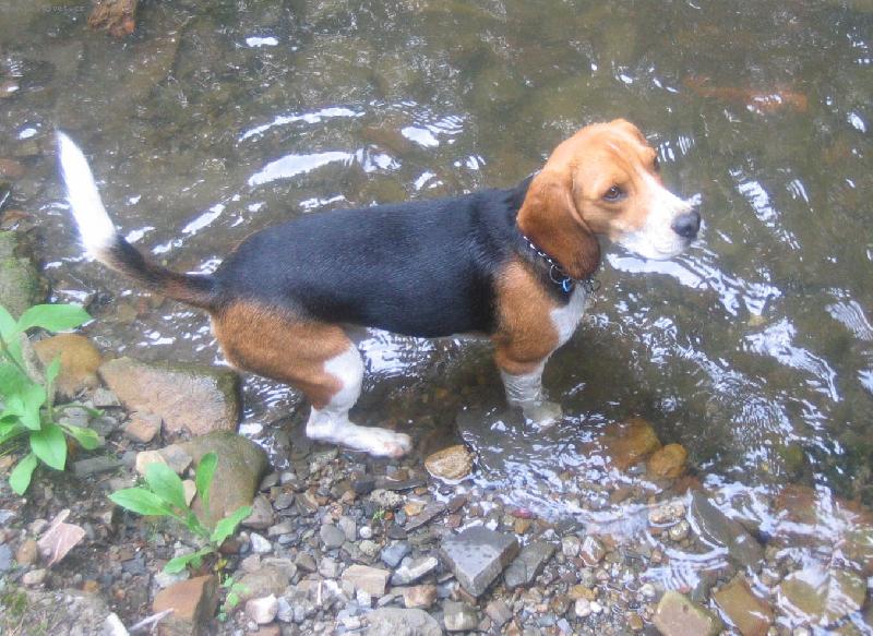 Foto: vodu m�m r�d-pips