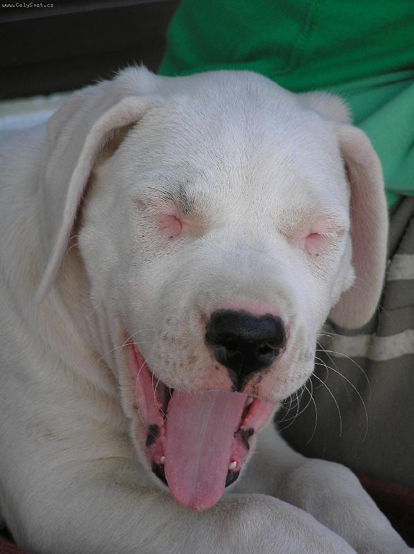 Foto: sm�j�c� se Damia Blansk� les