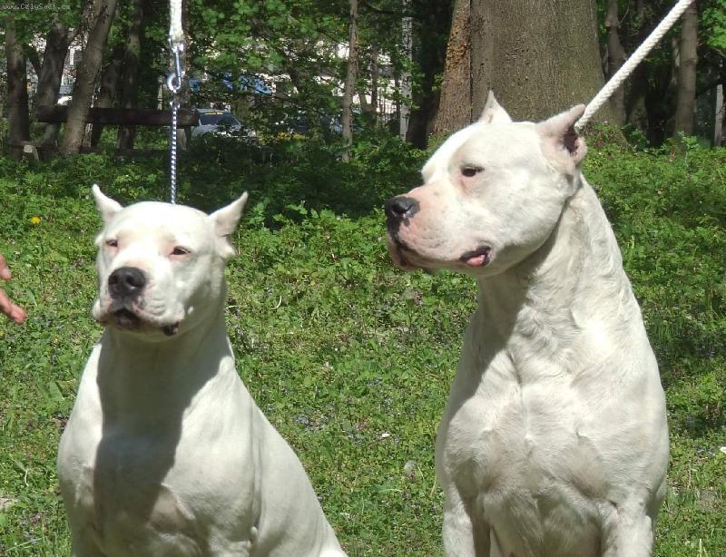 Foto: Z�snuby!!-Multi Ch. Hecla dei Falchi Bianchi se sv�m nast�vaj�c�m- Caucau de El Tumi