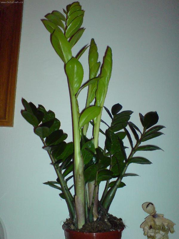 Foto: zamioculcas