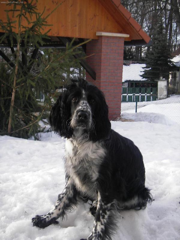 Foto: Archie-To se to sed� v m�kk�m