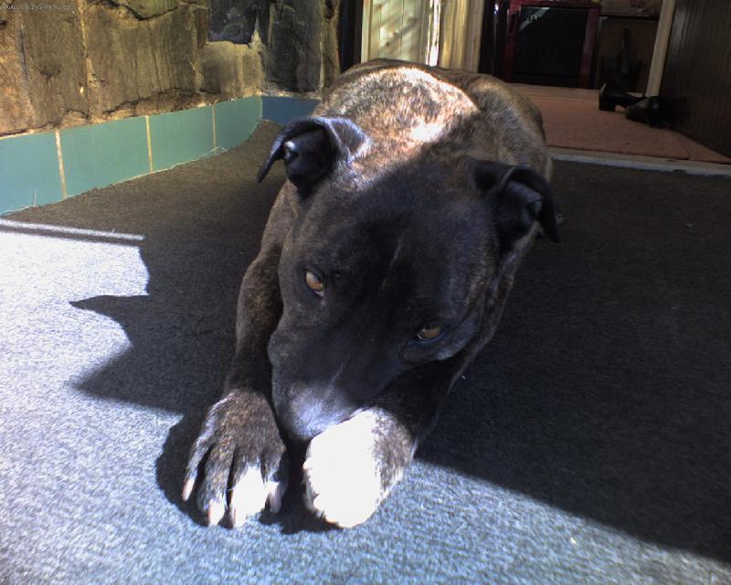 Foto: Dej mi pokoj, dneska nebudu nic trhat.-prost� relax