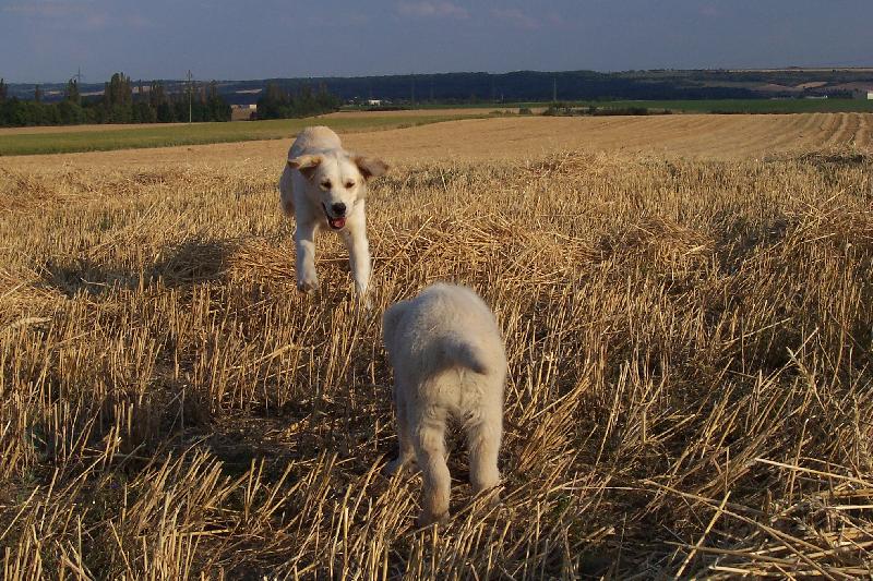 Foto: kr�sn� l�to-Merlin a Arlet