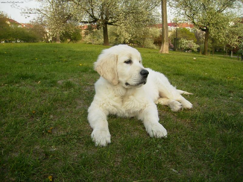 Foto: Campari boy Vetcare Bohemia