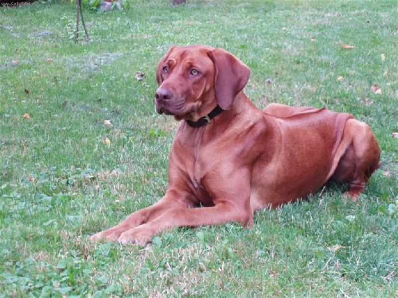 Foto: Nappa Sezim�ck�-N�co se r�suje....