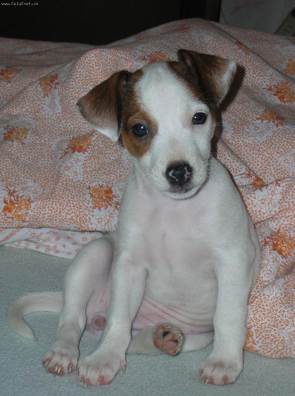 Foto: Na�e Ela - 7 t�dn�-Je to mil��ek rodiny ... I kdy� trochu zlob�.  :)