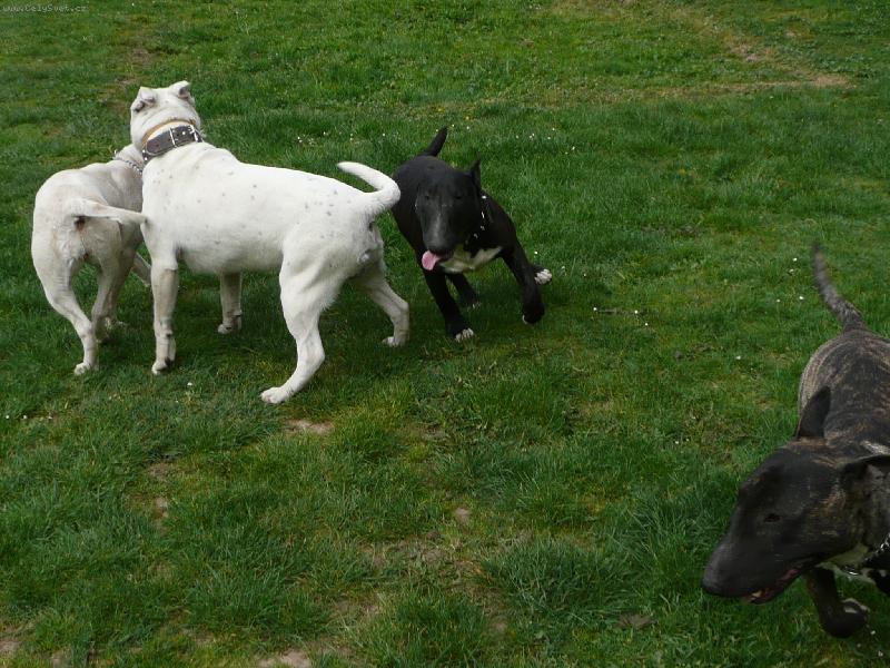 Foto: Bul��� banda