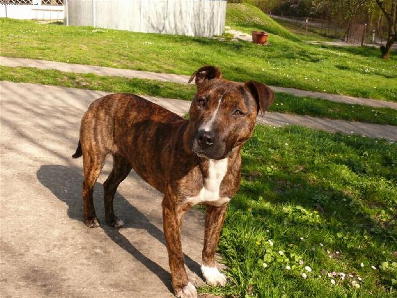 Foto: Witchy Faithy-Americk� staford��rsk� terier-Pr� jako modelka ... Witchy Faithy