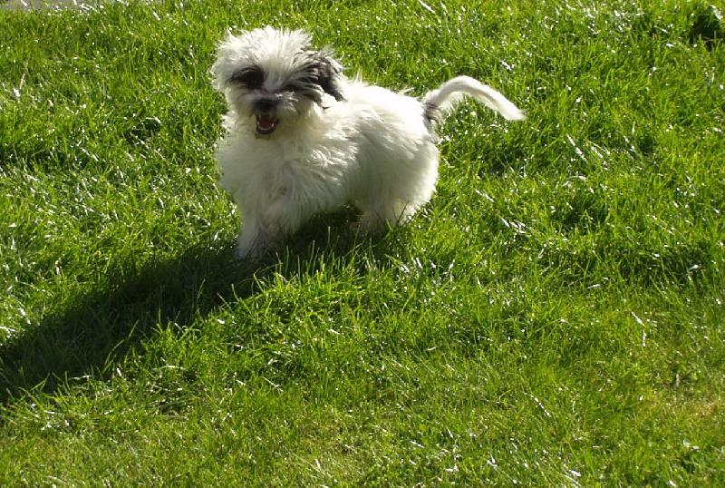 Foto: Berry na zahrade-jsem rozdovadenej drak