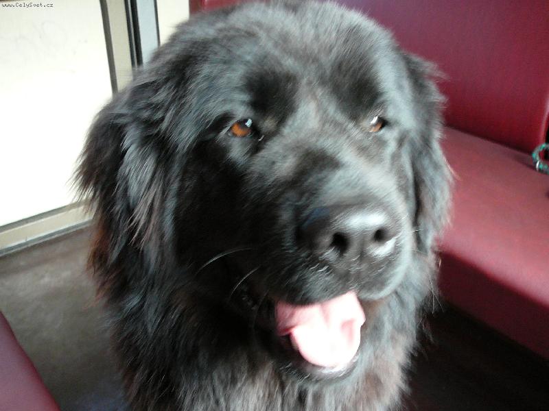Foto: Nelina-Nelinka je moje jednolet� novofundlandka