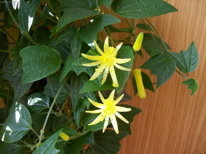 Foto: mu�enka citrina-kv�t mu�enky citriny