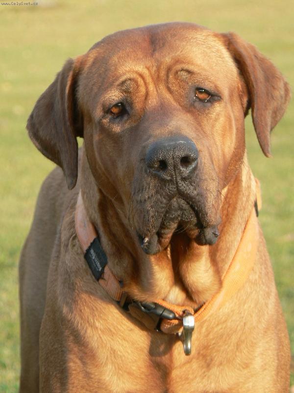 Foto: tosa inu �t���tka z chovatelsk� stanice Diamant severu-www.tosainu.cz