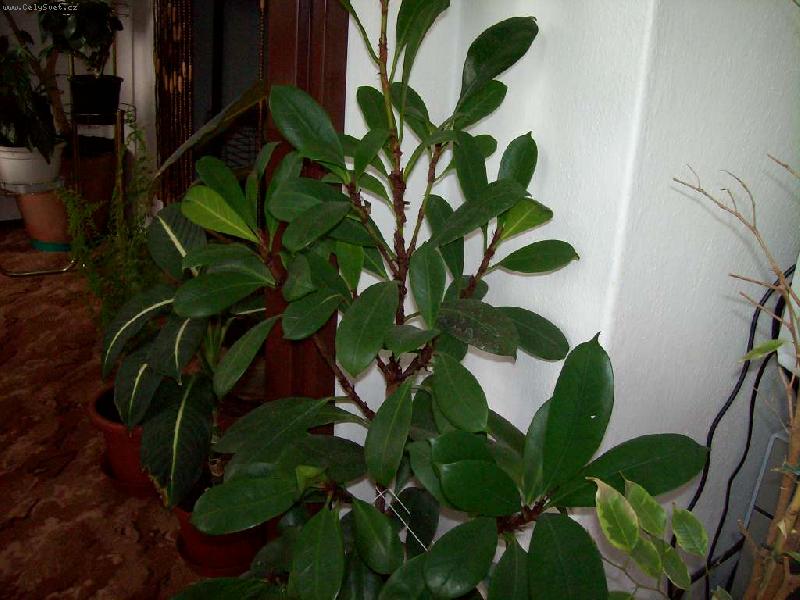 Foto: fikus cyathistipula