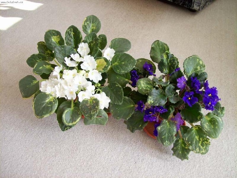 Foto: kvetouc� fialky