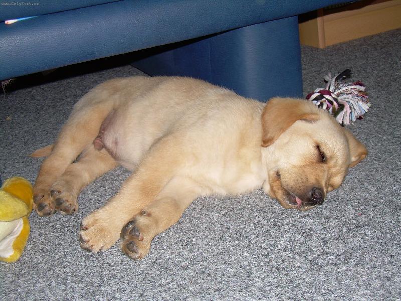 Foto: Brody-A do t�etice Brody-KONE�N� doma: