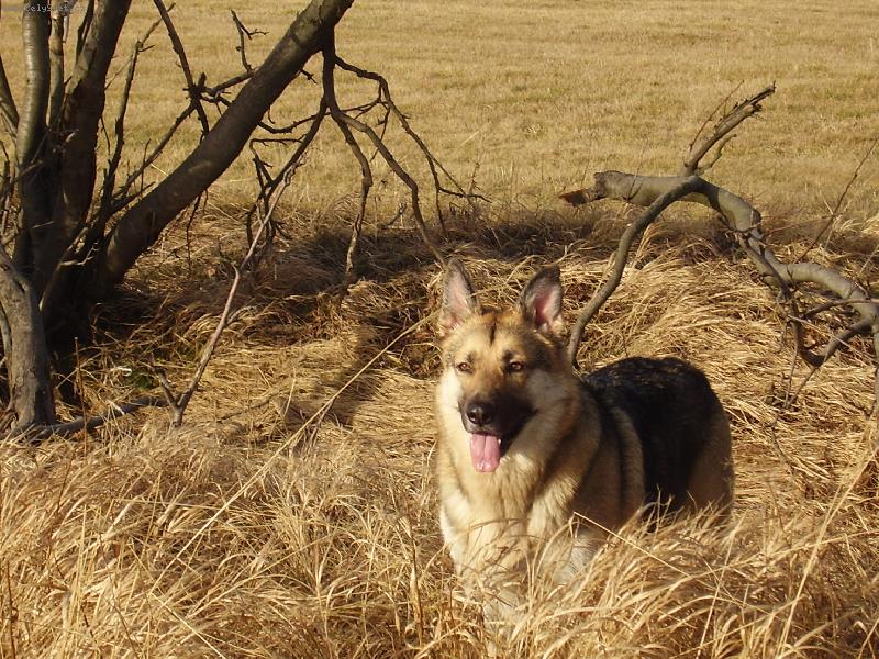 Foto: Nellyka-To je n� mil��ek rodiny,jmenuje se Nelly a jsou j� 4roky.