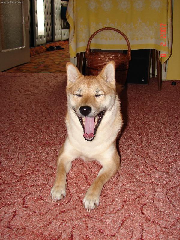 Foto: na�e �iba Lili-...to p�zov�n� je tak stra�n� �navn�...