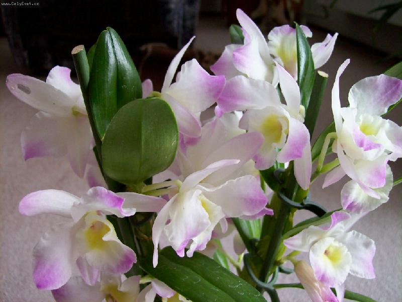 Foto: dendrobium nobile