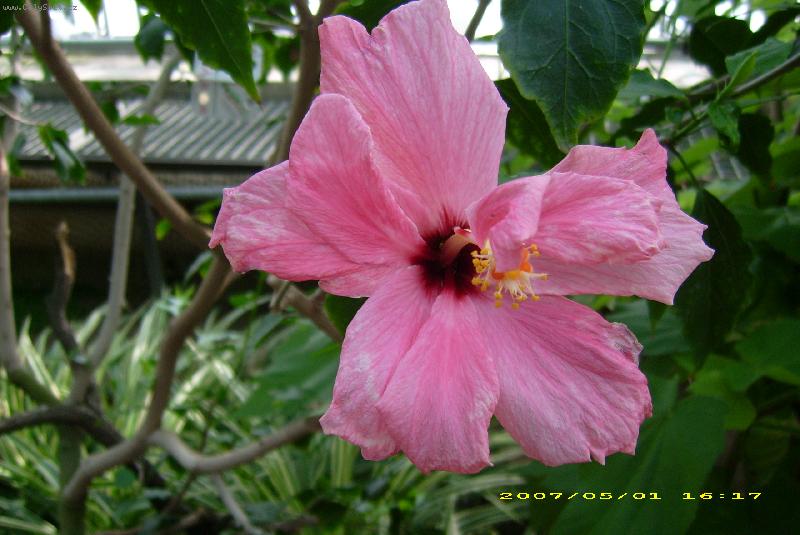 Foto: ibi�ek-z palmov�ho sklen�ku