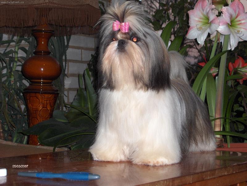 Foto: Toyah-Tsin Fatinat Al Sjark-10 m�s�c� fenka