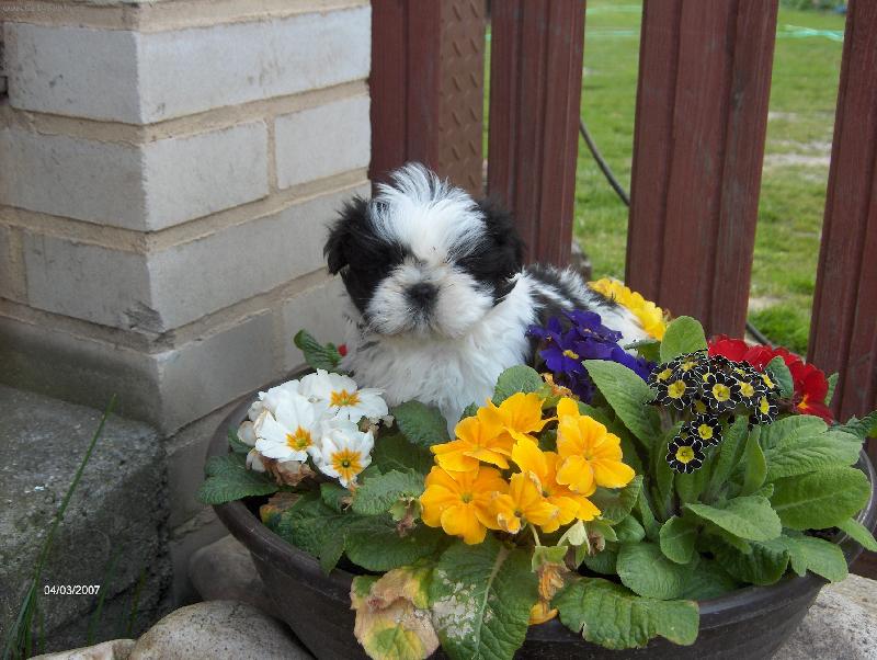 Foto: Valentino z IVAFRE